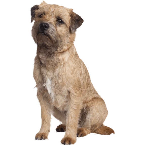 a brown and white dog with a black background at The Constellation Apartments, PRG Real Estate, Hampton, VA, 23669