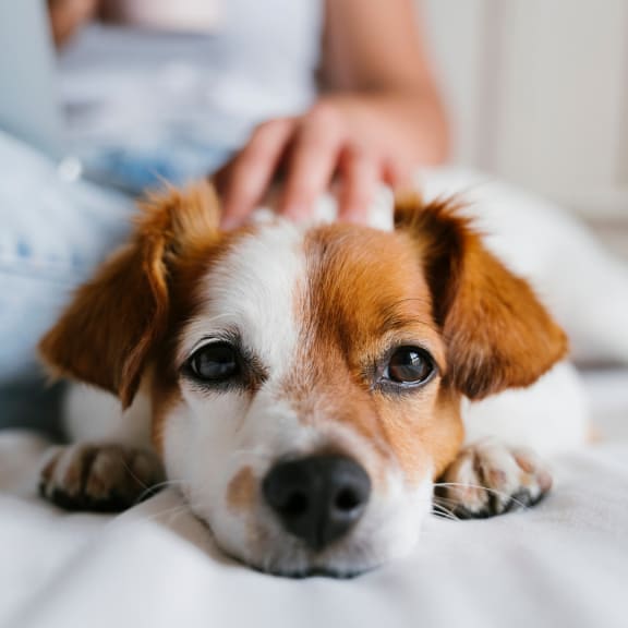 Dog With a Hand on Its Head at Beckett Farms Apartments, PRG Real Estate Management, Fort Mill