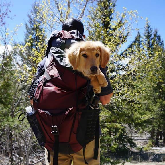 a man with a dog in his backpack on a hike at Lake Johnson Mews, Raleigh, 27606
