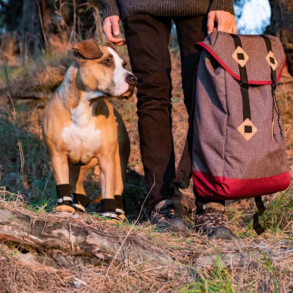 a dog standing next to a person holding a backpack at Lake Johnson Mews, Raleigh