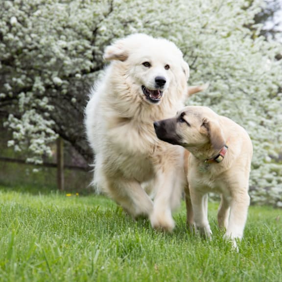 Two Dogs Running in Grass at Beckett Farms Apartments, PRG Real Estate Management, Fort Mill