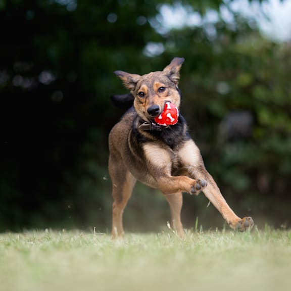 Dog Running With a Red Toy at Beckett Farms Apartments, PRG Real Estate Management, Fort Mill