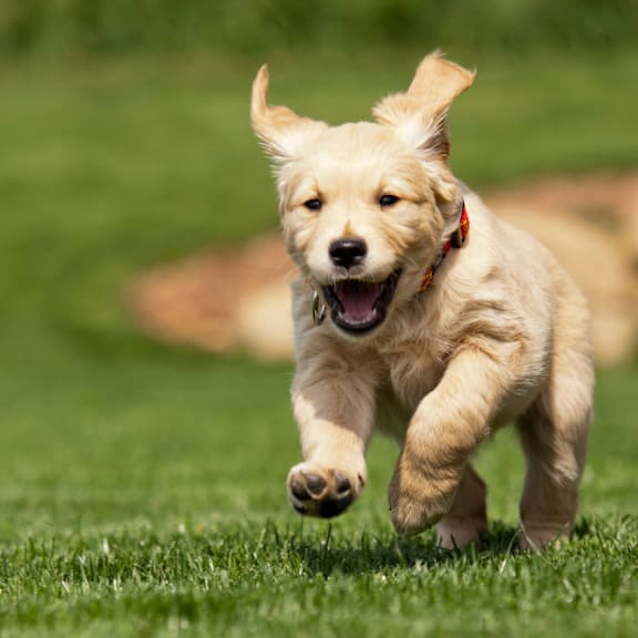 Small White Dog Running at Beckett Farms Apartments, PRG Real Estate Management, Fort Mill