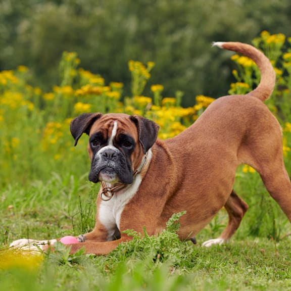 a brown and white dog playing with a toy in the grass at Lake Johnson Mews, Raleigh, 27606
