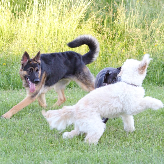 three dogs playing together in the grass at Lake Johnson Mews, Raleigh, NC