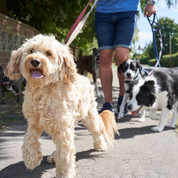 Dog Walk at Palm Crossing, Winter Garden, FL, 34787