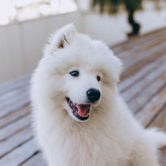 a white samoyed dog sitting on a deck