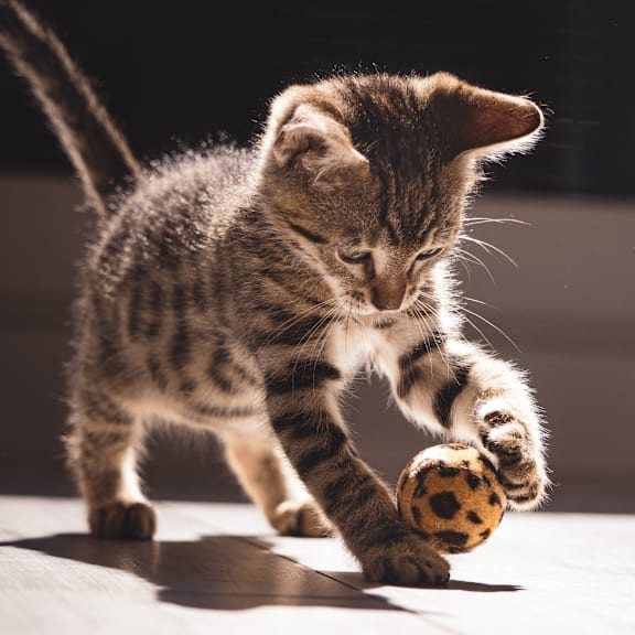 a cat laying on its back with its paws in the air