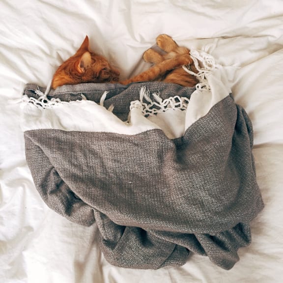 a cat sleeping in a bed with a blanket