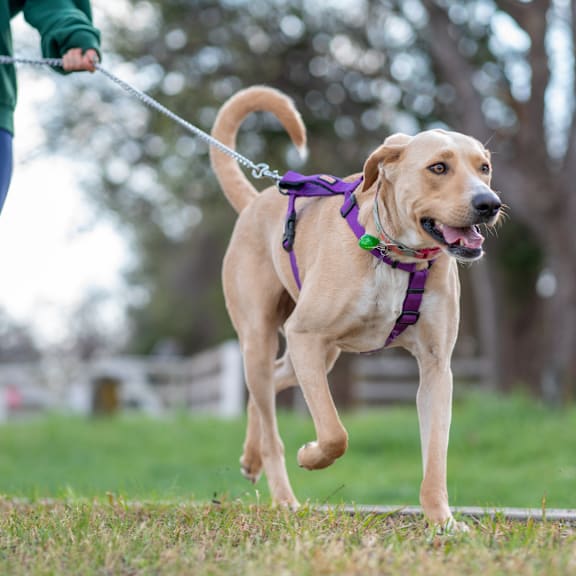 A dog is running on a leash in a park.