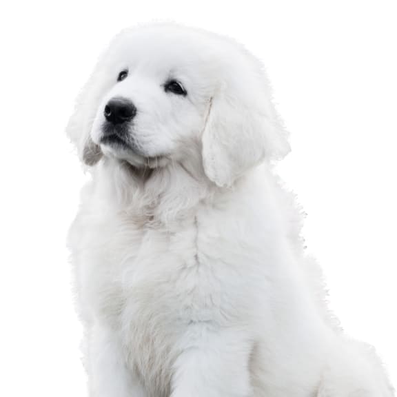 a white dog in front of a white background