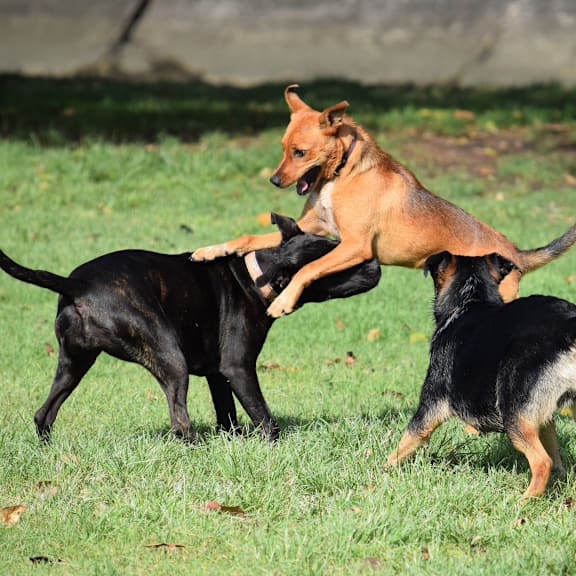 Three Dogs Playing at Chapel View Apartments in Chapel Hill, NC