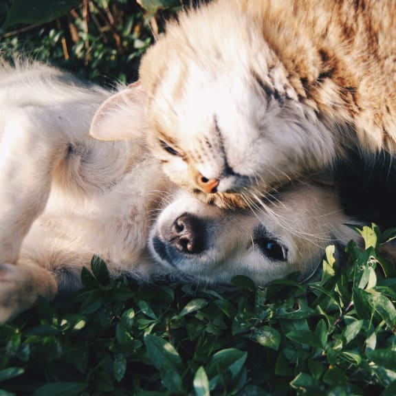 Dog and Cat Playing at Chapel View Apartments in Chapel Hill, NC