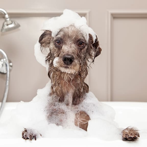 Small Dog in a Bathtub at Beckett Farms Apartments, PRG Real Estate Management, Fort Mill