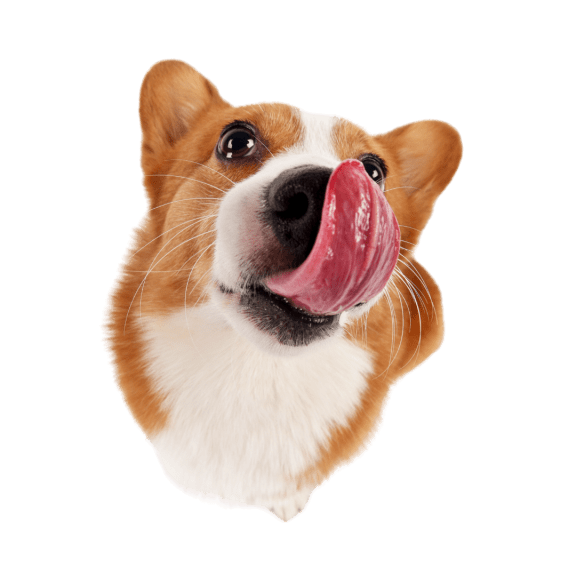 a portrait of a dog with its tongue out