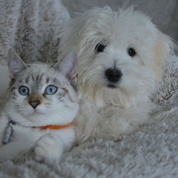 a dog and a cat laying on a blanket at Edgemont Apartments, PRG Real Estate, Greenville, 29615