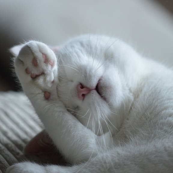 a white cat sleeping on its back with its paws at Edgemont Apartments, PRG Real Estate, Greenville, 29615