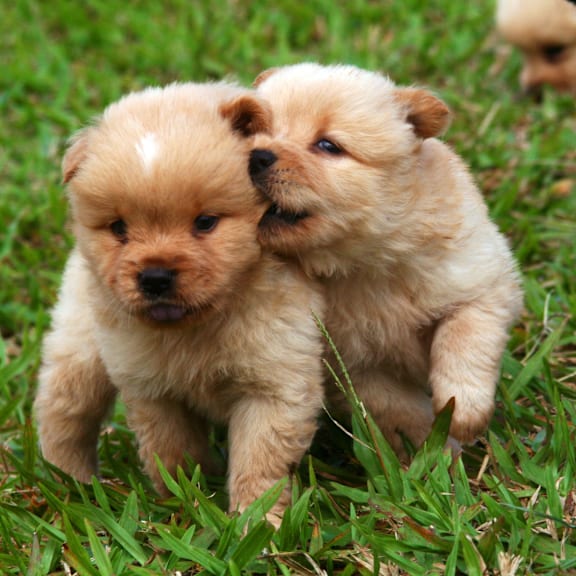 two puppies standing together in the grass at Edgemont Apartments, PRG Real Estate, Greenville, 29615