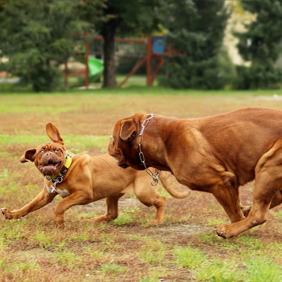two dogs playing with each other in a field at Edgemont Apartments, PRG Real Estate, Greenville, 29615