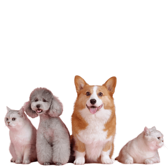 a group of dogs and cats sitting in front of a black background at Edgemont Apartments, PRG Real Estate, Greenville, 29615