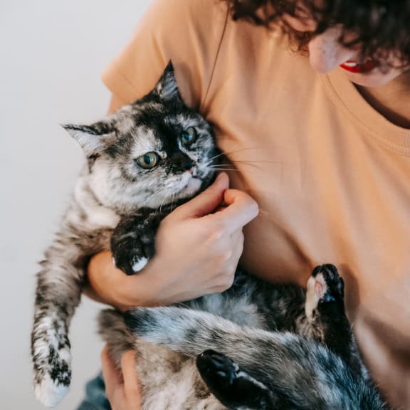 a person holding a cat in their arms