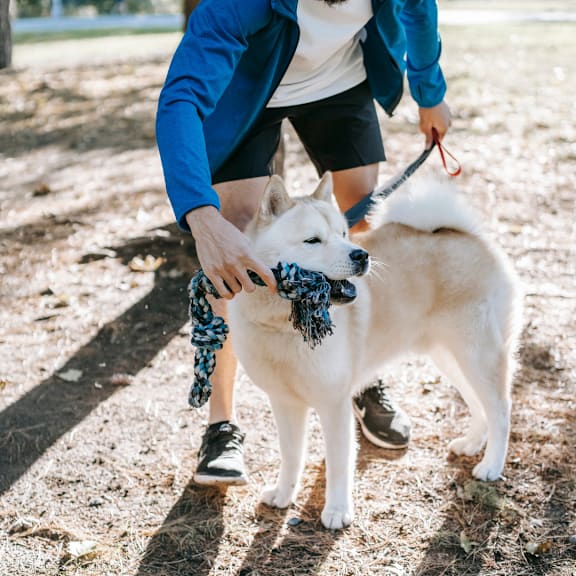 a person walking a white dog on a leash