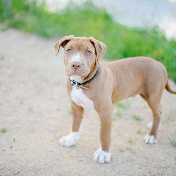 a brown and white dog standing on a dirt road
