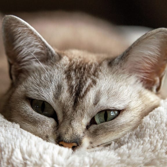 a gray cat with green eyes laying on a blanket