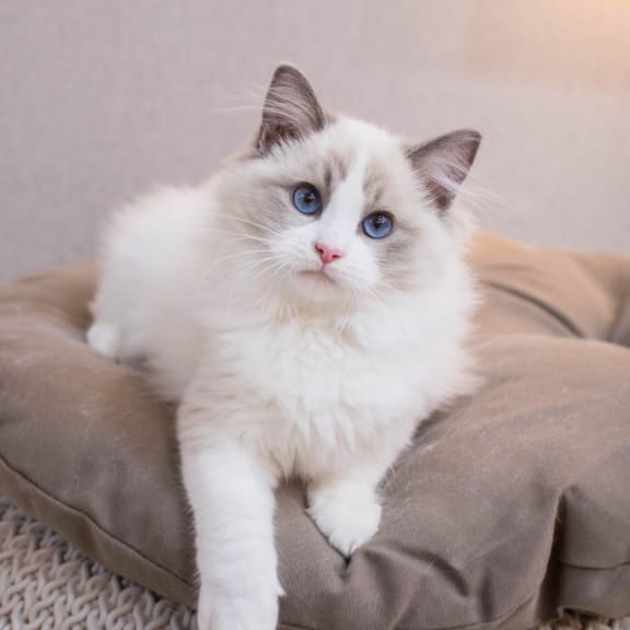 a white cat with blue eyes sitting on a bed