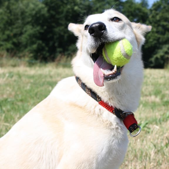a white dog holding a tennis ball in its mouth at The Bridges in Downtown Roanoke