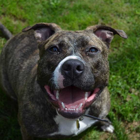 A brown and white dog with a tag on its collar is smiling. at The Bridges in Downtown Roanoke