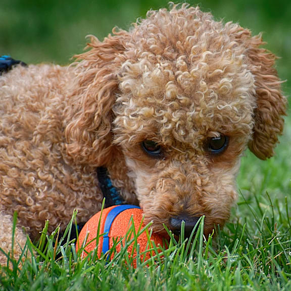 A brown poodle is playing with a ball in the grass. at The Bridges in Downtown Roanoke