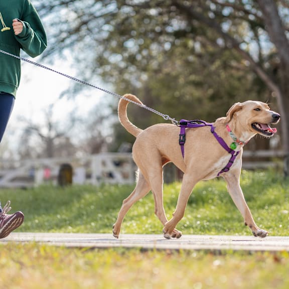 a woman walking a dog on a leash in a park at The Bridges in Downtown Roanoke