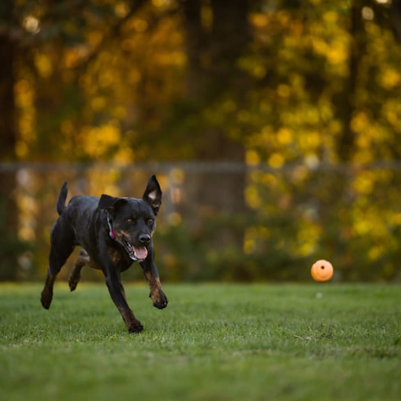 a dog chasing a ball in a field at Beacon Ridge Apartments, Greenville, SC, 29615
