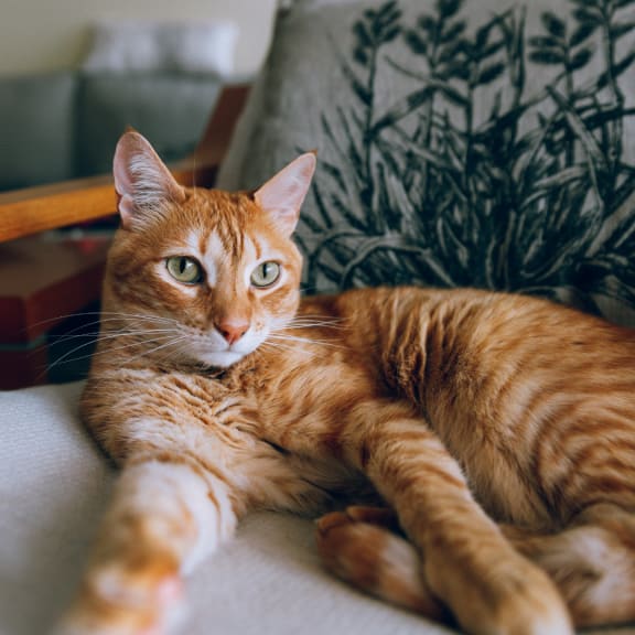 an orange tabby cat laying on a couch