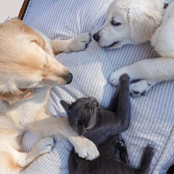 a group of dogs and a cat laying on a bed
