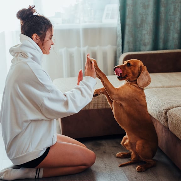 a veterinarian giving a high five to a dog