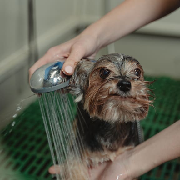 a small dog in a cage with a person holding a hose