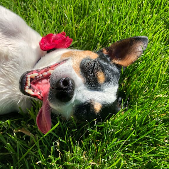 a dog laying in the grass with a flower in its mouth at Park Ridge Estates, Durham, North Carolina