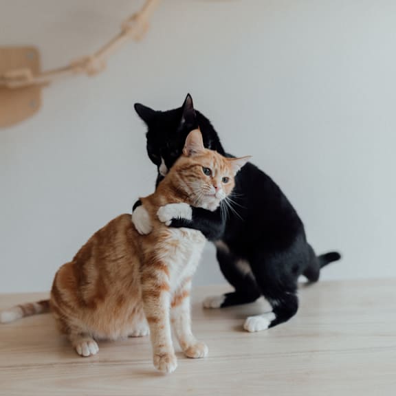 two cats playing with each other on the floor