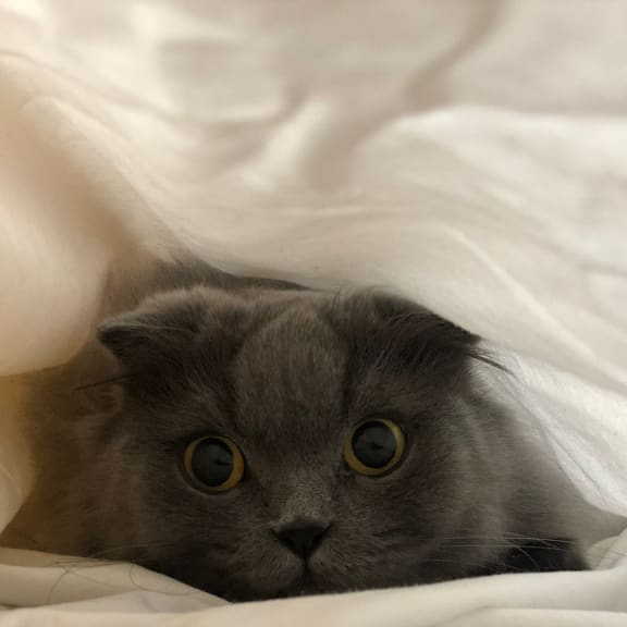 a gray cat hiding under a blanket