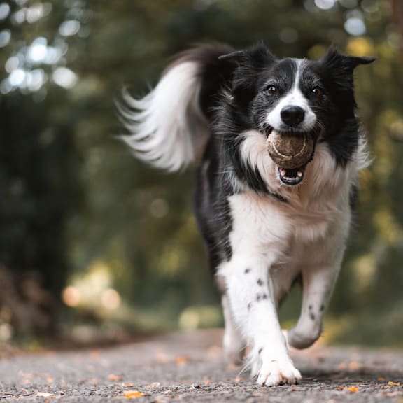 a black and white dog running with a ball in its mouth