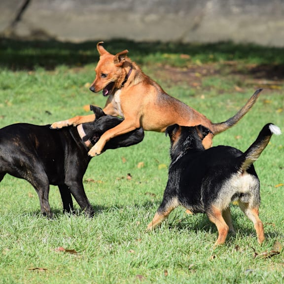 three dogs playing with each other in the grass