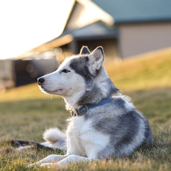 a white and gray dog laying in the grass