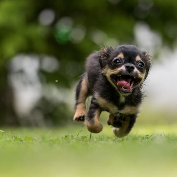 a black and brown dog running through the grass