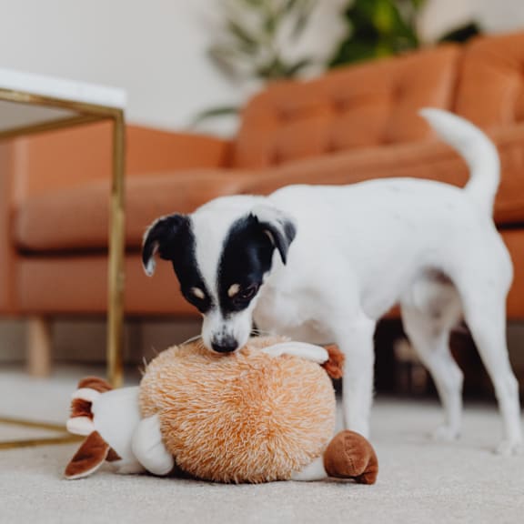 a black and white dog playing with a stuffed animal