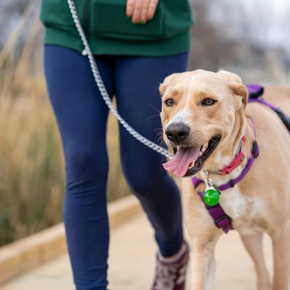 a person walking a dog on a leash