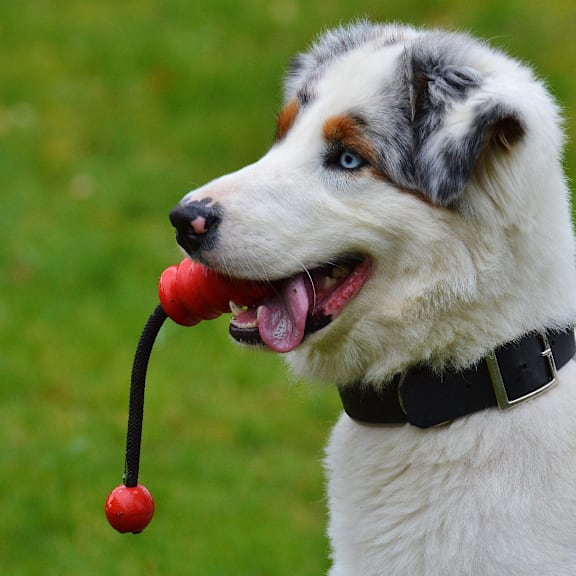 a dog holding a red ball in its mouth