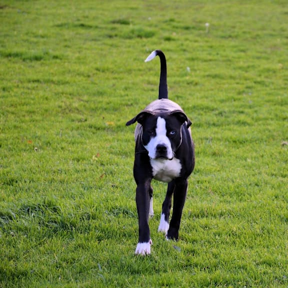 a black and white dog running in a field