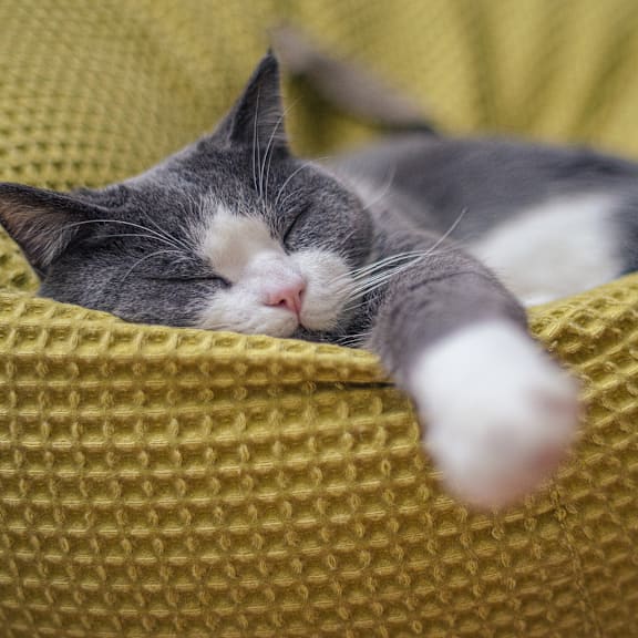 a gray and white cat sleeping on a yellow chair